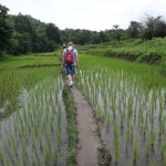 voyage thailande - rizière