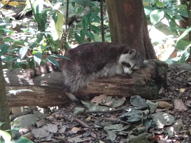 guadeloupe parc animalier des mamelles