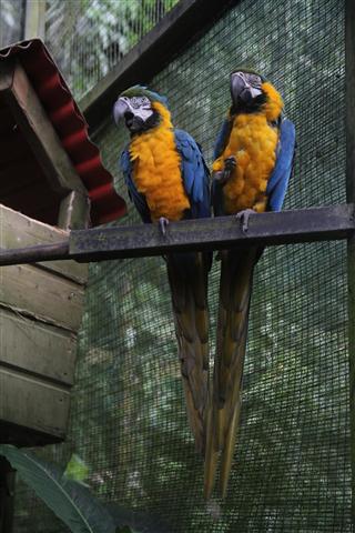 guadeloupe parc animalier