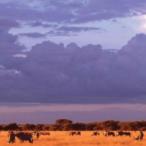 317.kalahari-scenic 317.kalahari-scenic