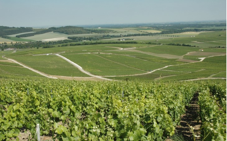 Vallee-de-la-Marne-Rive-droite-Avenay-Val-d-or-Le-vignoble-et-la-plaine-en-direction-de-Chalons-en-Champagne-C-M.CRIVELLARO.jpg
